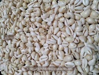 কড়ি - আসল - ছিদ্র - ছোট