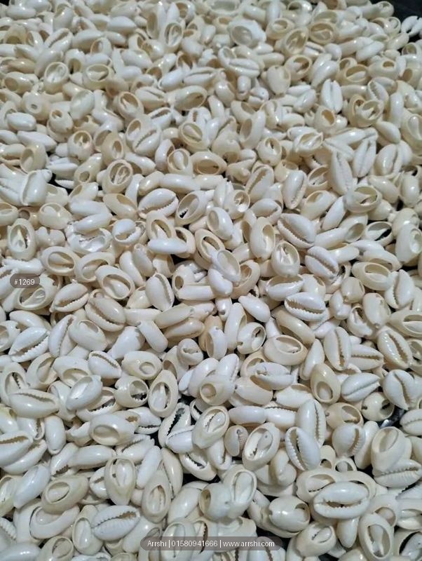 কড়ি - আসল - কাঁটা - ছোট