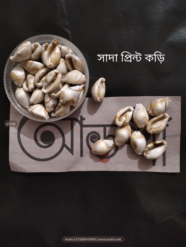 কড়ি - আসল - সাদা প্রিন্ট